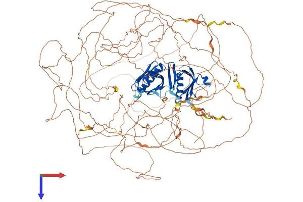 IRS2 Protein (AA 1-1338) (His tag)