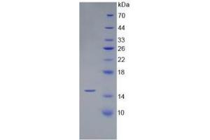 SDS-PAGE of Protein Standard from the Kit (Highly purified E. (BMP4 CLIA Kit)