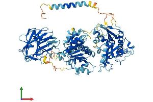 AlphaFold protein structure predicition of Mouse Recombinant Ddx1 Protein, UniprotID Q91VR5
