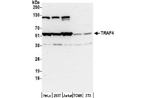 anti-TNF Receptor-Associated Factor 4 (TRAF4) (AA 225-275) antibody