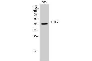 Western Blotting (WB) image for anti-Mitogen-Activated Protein Kinase 1 (MAPK1) (Internal Region) antibody (ABIN3184547) (ERK2 抗体  (Internal Region))