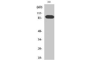 Western Blotting (WB) image for anti-rho Guanine Nucleotide Exchange Factor (GEF) 19 (ARHGEF19) (Internal Region) antibody (ABIN3183362) (ARHGEF19 抗体  (Internal Region))