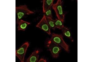 Immunofluorescence staining of PFA-fixed HeLa cells using Histone H1 Rabbit Recombinant Monoclonal Antibody (AE-4) followed by goat anti-mouse IgG-CF488 (green). (Recombinant Histone H1 抗体)