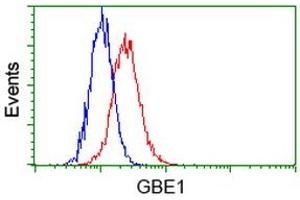 Image no. 2 for anti-Glucan (1,4-alpha-), Branching Enzyme 1 (GBE1) antibody (ABIN1498396) (GBE1 抗体)