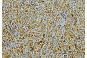 ABIN6272991 at 1/100 staining Mouse kidney tissue by IHC-P. (CHMP2A 抗体  (Internal Region))