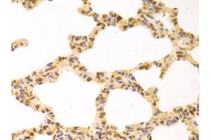 Immunohistochemistry of paraffin-embedded rat lung using STIP1 antibody at dilution of 1:100 (x400 lens). (STIP1 抗体)