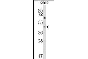 KRT12 Antibody (C-term) (ABIN656663 and ABIN2845904) western blot analysis in K562 cell line lysates (35 μg/lane). (KRT12 抗体  (C-Term))