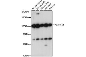 Western blot analysis of extracts of various cell lines, using ADAMTS1 antibody. (ADAMTS1 抗体)