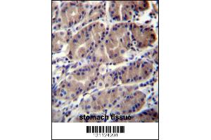 Immunohistochemistry (IHC) image for anti-Ring Finger Protein 5, E3 Ubiquitin Protein Ligase (RNF5) (AA 65-94) antibody (ABIN5533610)