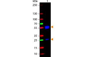 WB - Human IgG (H&L) Antibody 488 Conjugated Western Blot of Rabbit anti-Human IgG 488 Conjugated Antibody.
