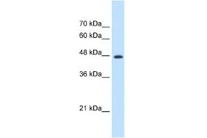 WB Suggested Anti-EEF1G Antibody Titration:  1. (EEF1G 抗体  (N-Term))