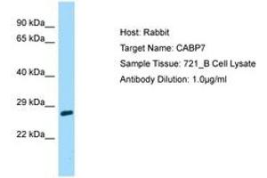 Image no. 1 for anti-Calcium Binding Protein 7 (CABP7) (AA 137-186) antibody (ABIN6750164) (CABP7 抗体  (AA 137-186))