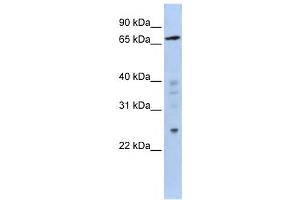 Western Blotting (WB) image for anti-Zinc Finger Protein 510 (ZNF510) antibody (ABIN2458365) (ZNF510 抗体)