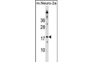 RPL30 Antibody (N-term) (ABIN1881761 and ABIN2838833) western blot analysis in mouse Neuro-2a cell line lysates (35 μg/lane). (RPL30 抗体  (N-Term))