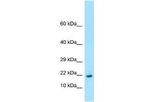 WB Suggested Anti-Rpl26 Antibody Titration: 1. (RPL26 抗体  (Middle Region))