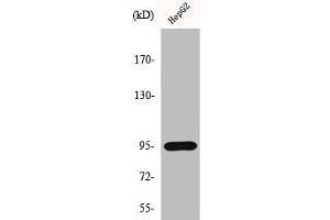 Western Blot analysis of HepG2 cells using HIF-1β Polyclonal Antibody (ARNT 抗体  (N-Term))