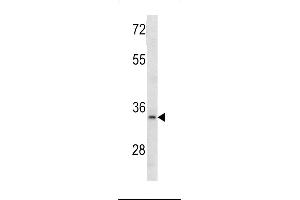 Western blot analysis of MCA1 antibody (C-term) (ABIN390679 and ABIN2840973) in 293 cell line lysates (35 μg/lane). (MCA1 抗体  (C-Term))