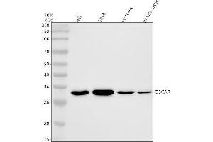 Western blot analysis of OSCAR using anti-OSCAR antibody (ABIN7600409).