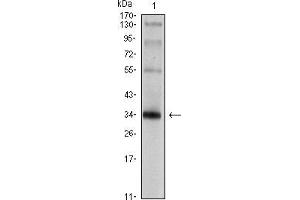 Western blot analysis using SYP mouse mAb against rat brain tissue lysate. (Synaptophysin 抗体)