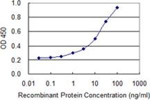 Detection limit for recombinant GST tagged HSPA2 is 0. (HSPA2 抗体  (AA 1-639))