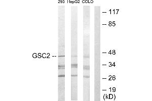 Western blot analysis of extracts from 293 cells, HepG2 cells and COLO205 cells, using GSC2 antibody. (GSC2 抗体  (Internal Region))