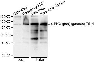 Western blot analysis of extracts of various cell lines, using Phospho-PKC (pan) (gamma)-T514 antibody. (PRKCA beta 2 抗体  (pThr497))
