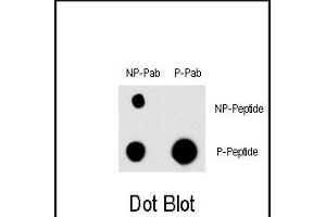 Dot blot analysis of Phospho-EGFR- Antibody (ABIN1881284 and ABIN2850455) and EGFR Non Phospho-specific Pab on nitrocellulose membrane. (EGFR 抗体  (pTyr998))