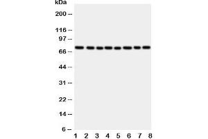Western blot testing of CYPOR antibody and rat samples: 1. (POR 抗体  (C-Term))