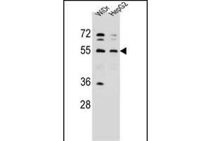 NARS Antibody (N-term) (ABIN655041 and ABIN2844672) western blot analysis in WiDr,HepG2 cell line lysates (35 μg/lane).
