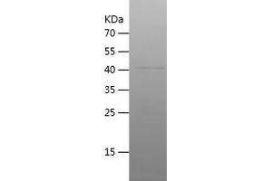 Western Blotting (WB) image for Jun B Proto-Oncogene (JUNB) (AA 1-200) protein (His-IF2DI Tag) (ABIN7123650) (JunB Protein (AA 1-200) (His-IF2DI Tag))