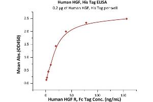 Immobilized Human HGF, His Tag at 2 μg/mL (100 μL/well) can bind Human HGF R, Fc Tag (ABIN2180661,ABIN2180662) with a linear range of 1-39 ng/mL (QC tested). (HGF Protein (AA 32-728) (His tag))