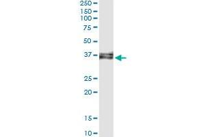 Immunoprecipitation of C12orf24 transfected lysate using anti-C12orf24 monoclonal antibody and Protein A Magnetic Bead , and immunoblotted with C12orf24 MaxPab rabbit polyclonal antibody. (C12ORF24 抗体  (AA 1-273))