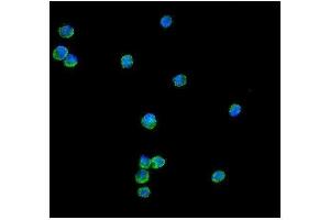 IF analysis of Peroxiredoxin 1 using anti-Peroxiredoxin 1 antibody (ABIN3043903). (Peroxiredoxin 1 抗体  (Middle Region))