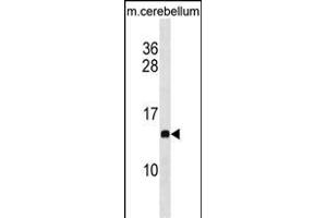 PFDN2 Antibody (C-term) (ABIN1881647 and ABIN2838661) western blot analysis in mouse cerebellum tissue lysates (35 μg/lane). (PFDN2 抗体  (C-Term))