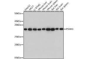 Western blot analysis of extracts of various cell lines, using PSM Rabbit mAb (ABIN7269599) at 1:1000 dilution. (PSMA1 抗体)
