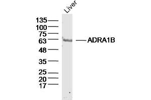 Mouse Liver lysates probed with ADRA1B Polyclonal Antibody, Unconjugated  at 1:300 dilution and 4˚C overnight incubation. (ADRA1B 抗体  (AA 1-100))