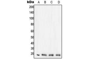 Western blot analysis of STMN1 expression in HeLa (A), Jurkat (B), SHSY5Y (C), PC12 (D) whole cell lysates. (Stathmin 1 抗体  (N-Term))