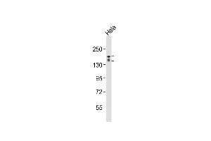 Anti-RGEF1 Antibody (Center)at 1:2000 dilution + Hela whole cell lysates Lysates/proteins at 20 μg per lane. (GRF2 抗体  (AA 536-569))