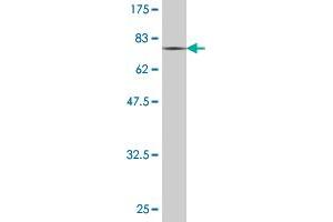 Western Blotting (WB) image for anti-Perilipin 3 (PLIN3) (AA 1-434) antibody (ABIN523635)