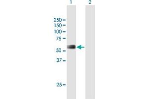 Western Blot analysis of RMI1 expression in transfected 293T cell line by RMI1 MaxPab polyclonal antibody. (RMI1 抗体  (AA 1-379))