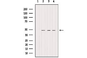 Western blot analysis of extracts from various samples, using BRE Antibody.