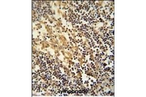 TNFAIP2 Antibody (Center) (ABIN390522 and ABIN2840874) immunohistochemistry analysis in formalin fixed and paraffin embedded human lymphnode followed by peroxidase conjugation of the secondary antibody and DAB staining.