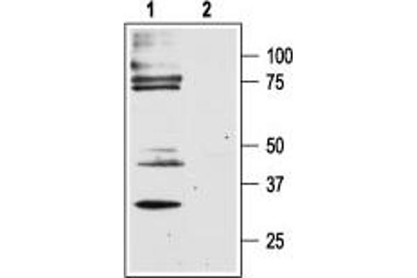 F2RL1 抗体  (C-Term, Intracellular)