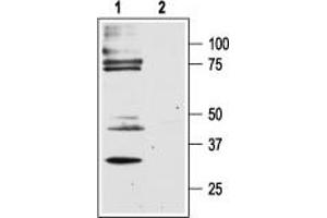 Western blot analysis of rat dorsal root ganglion lysates: - 1. (F2RL1 抗体  (C-Term, Intracellular))