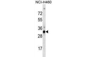 Western Blotting (WB) image for anti-Olfactory Receptor, Family 9, Subfamily G, Member 4 (OR9G4) antibody (ABIN2998705) (OR9G4 抗体)