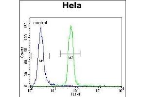 Presenilin 1 (PSEN1) Antibody (C-term) (ABIN390169 and ABIN2840665) flow cytometric analysis of Hela cells (right histogram) compared to a negative control cell (left histogram). (Presenilin 1 抗体  (C-Term))