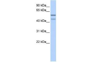 WB Suggested Anti-ZNF474 Antibody Titration:  0. (ZNF474 抗体  (N-Term))