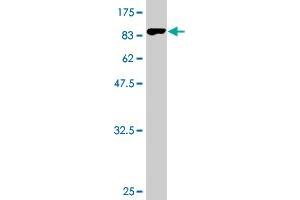 Western Blotting (WB) image for anti-UNC5C-Like Protein (UNC5CL) (AA 1-518) antibody (ABIN531394)