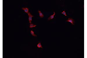 ABIN6268757 staining HepG2 cells by IF/ICC. (FBLN4 抗体  (Internal Region))