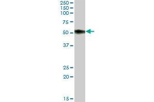 SLAMF6 MaxPab polyclonal antibody. (SLAMF6 抗体  (AA 1-271))
